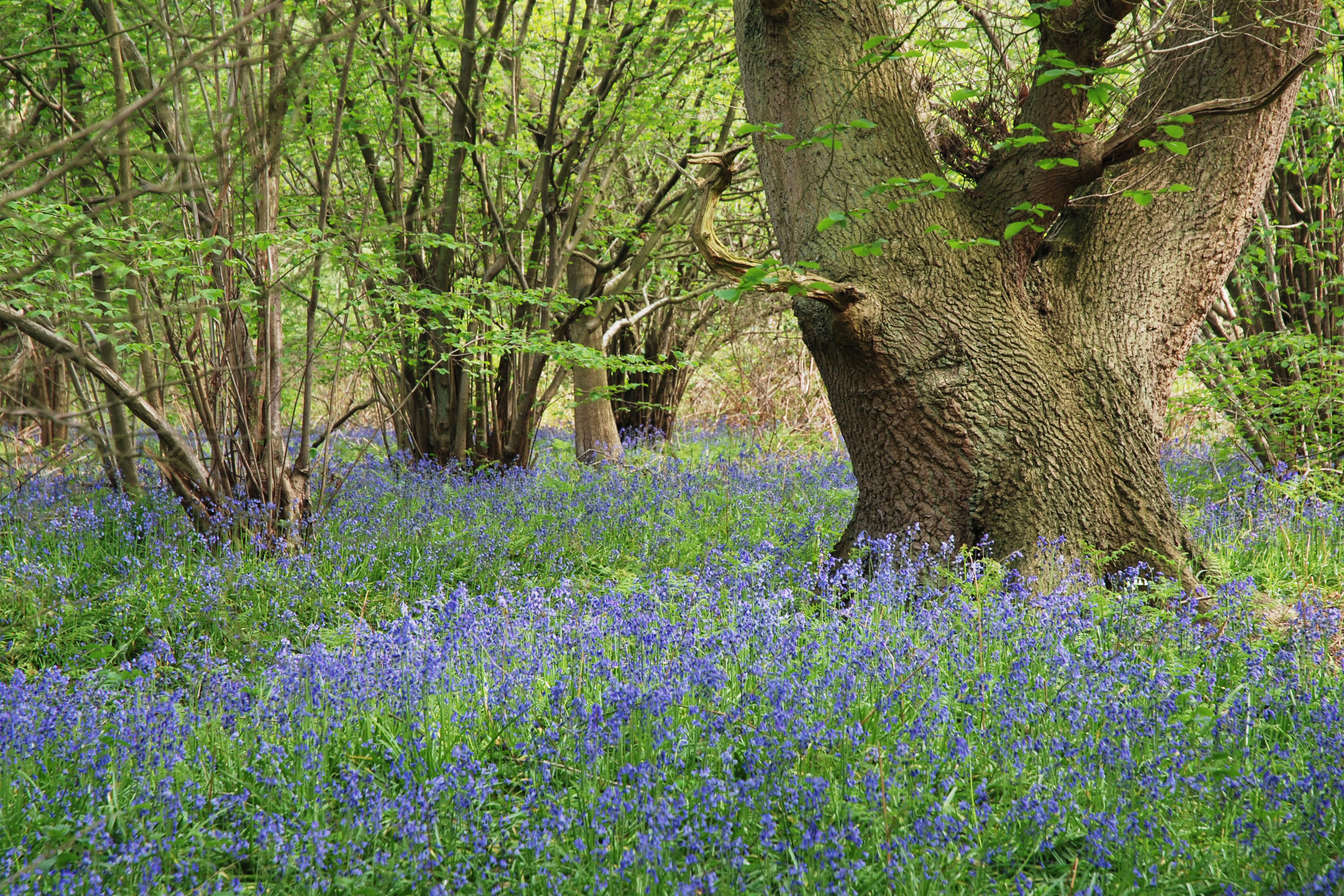 A woodland with a thick carpet of bluebells in bloom