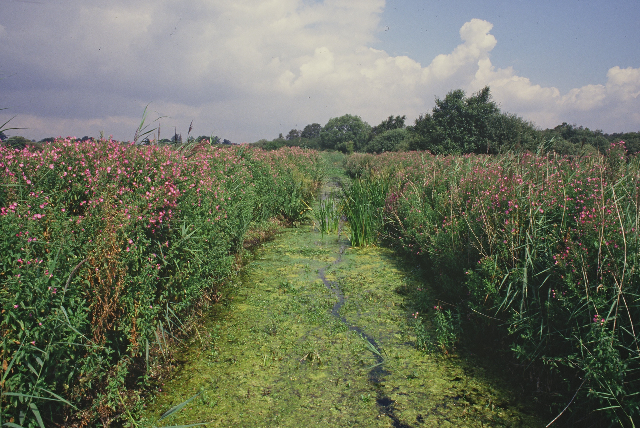 Fenland vegetation either side of a plant filled watercourse 