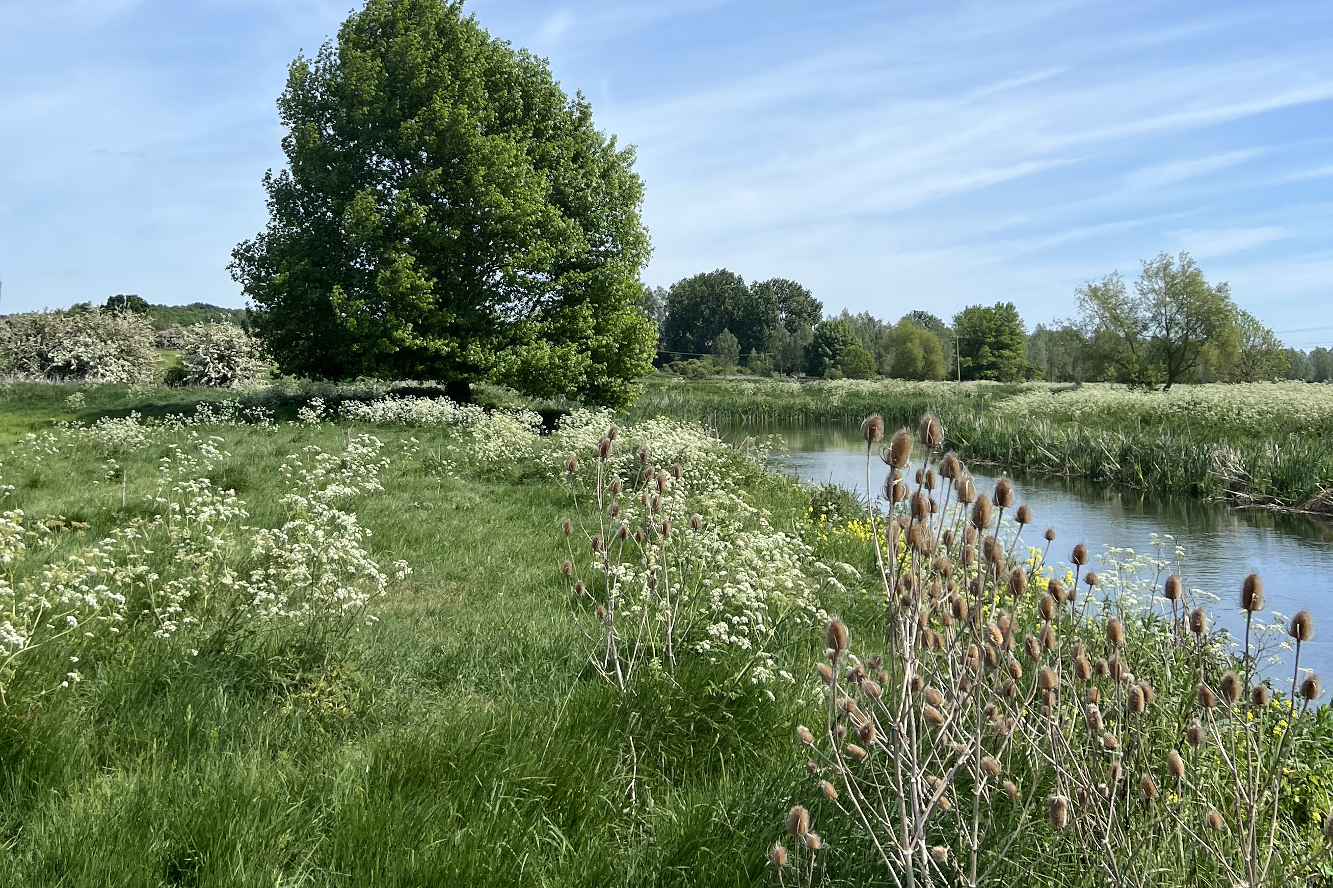 A grassy green meadow with a large Black Poplar tree in the background and a river adjoing the meadow to the right