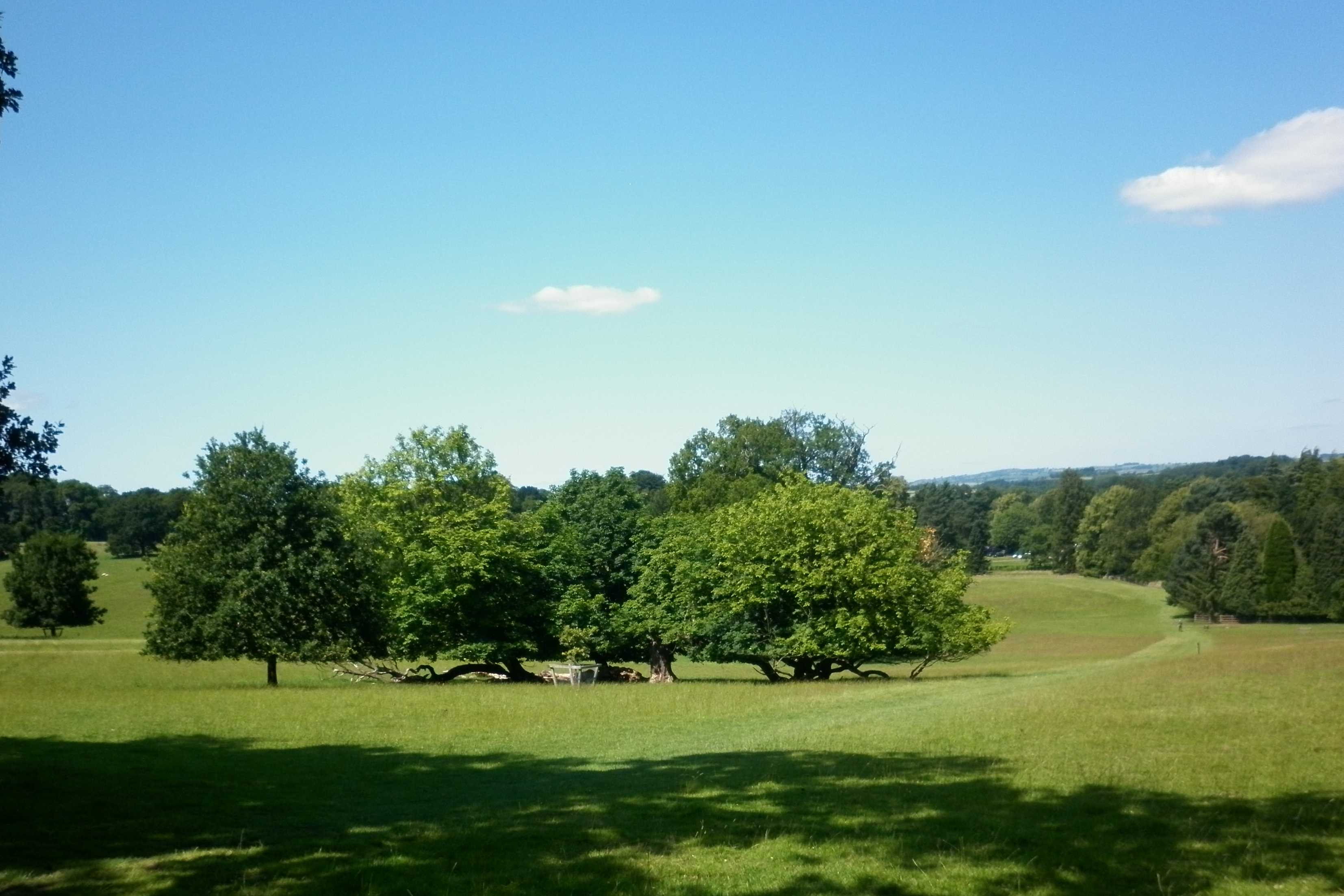 A rolling grassy parkland with clumps of veteran trees dotted across the landscape
