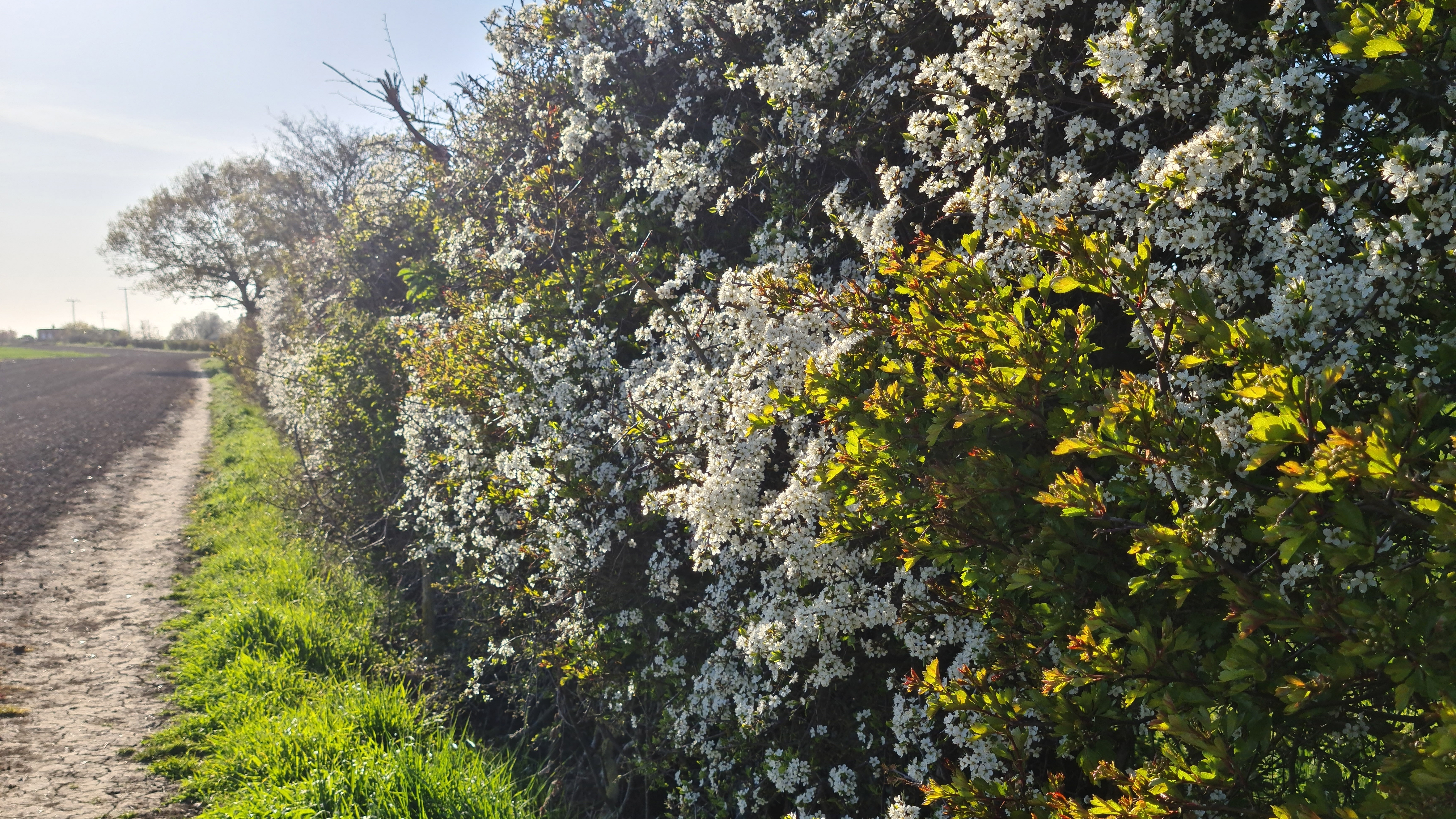 Hedge covered in spring blossom