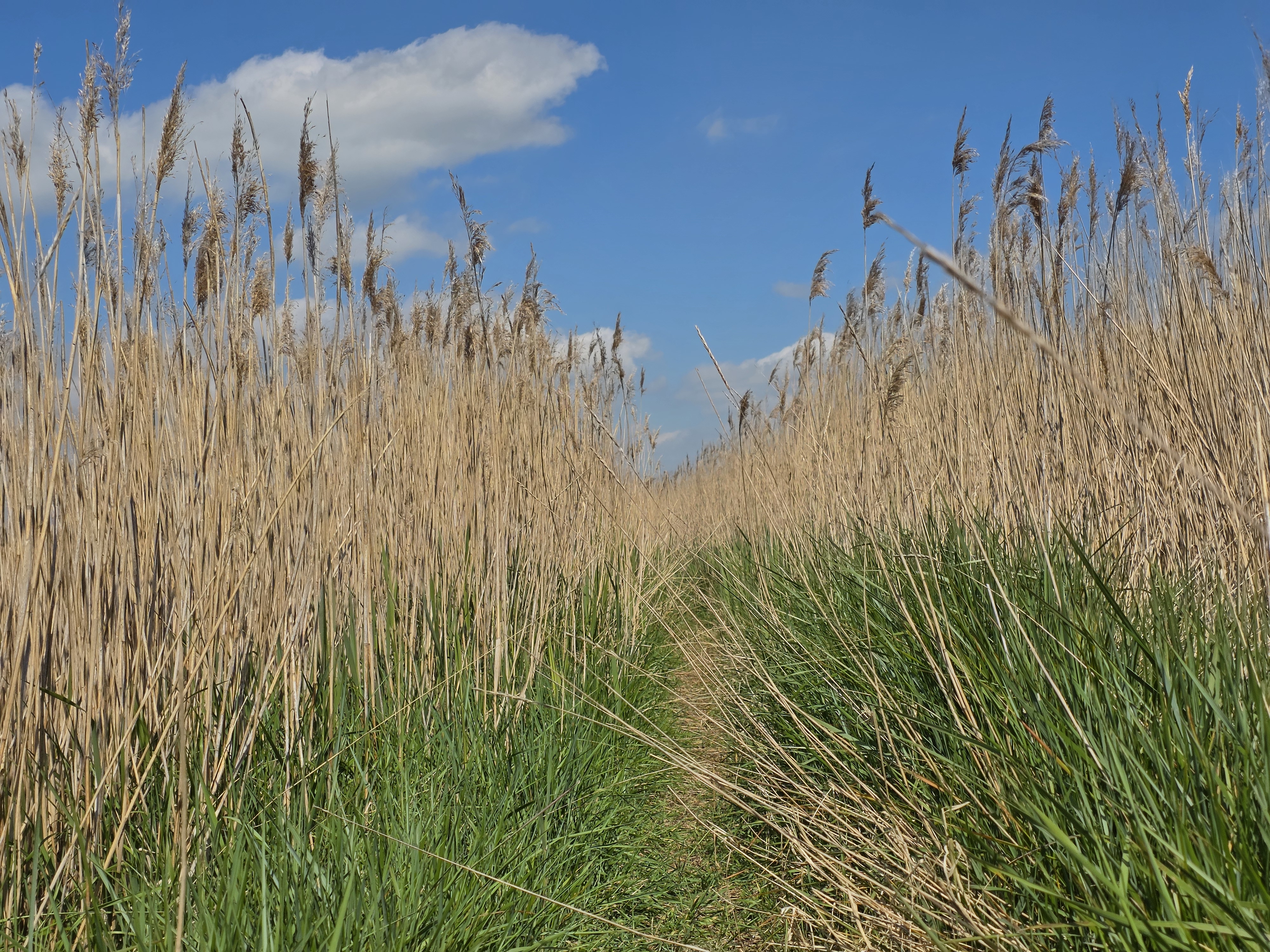 A pathway through a reedbed, taken from a low angle so the reeds dominate the piture, with a blue sky above.