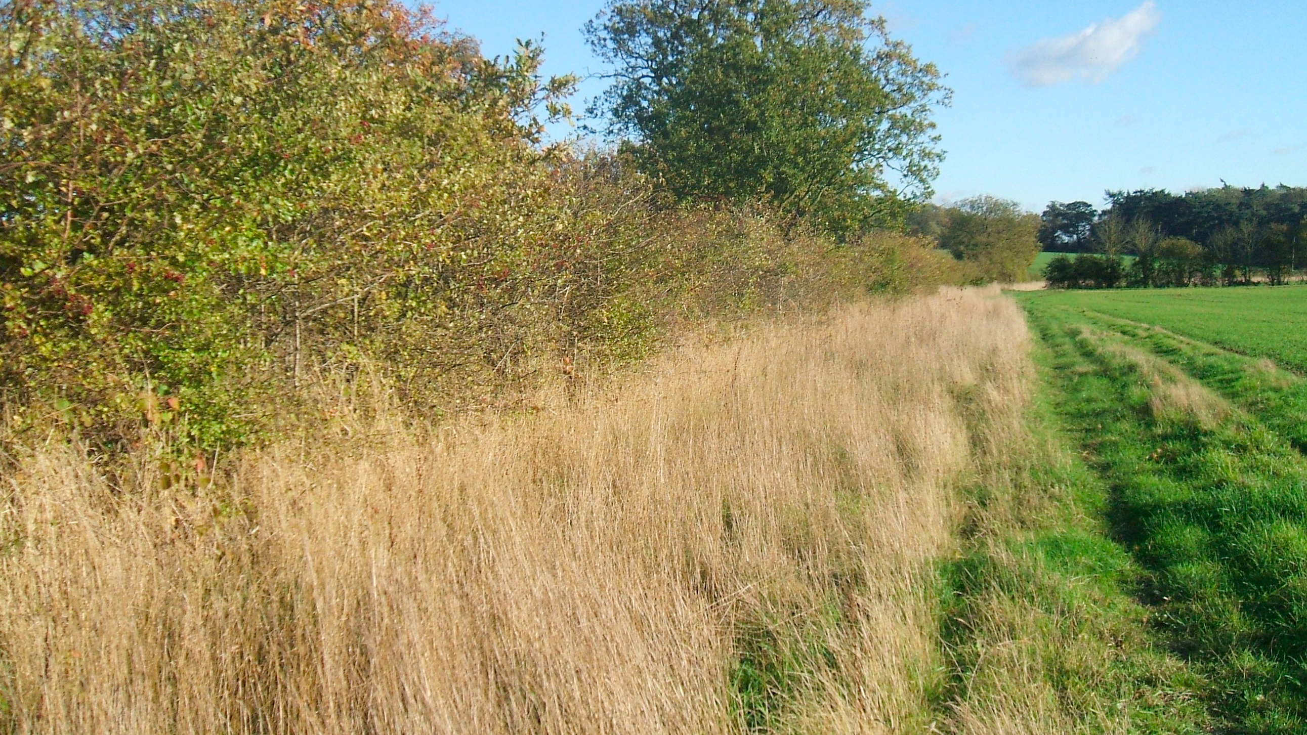 Arable field