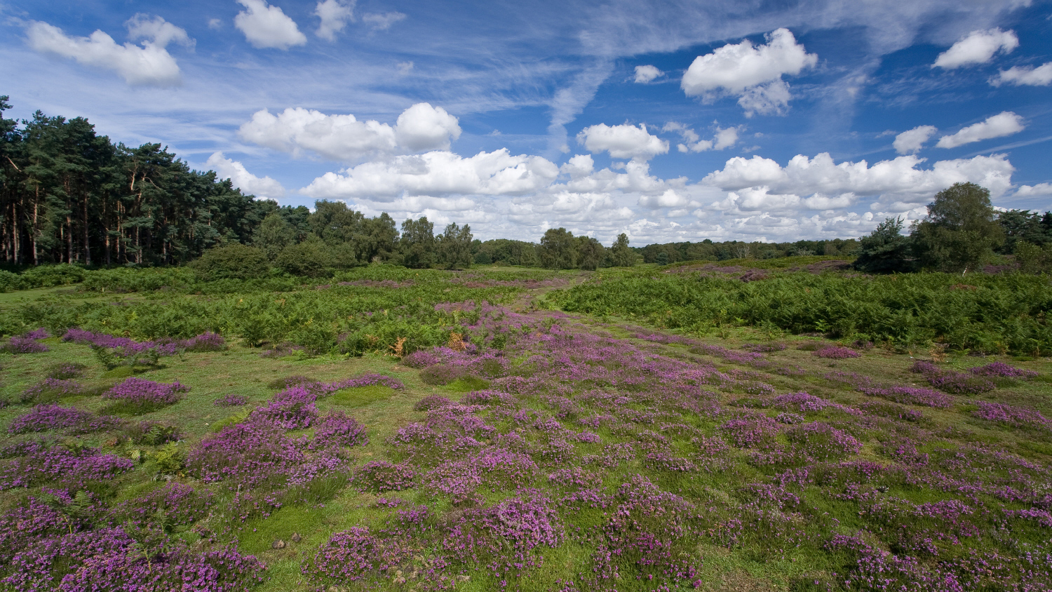 Purple flowering clumps of heather