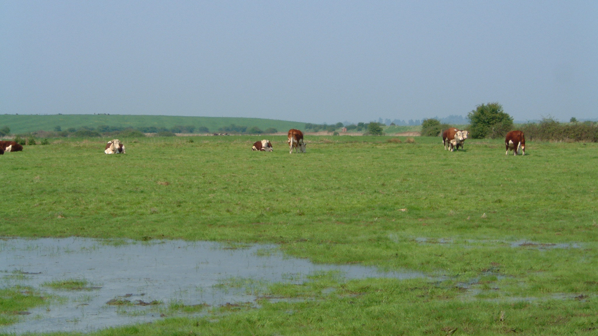 Cattle grazing on flooded field