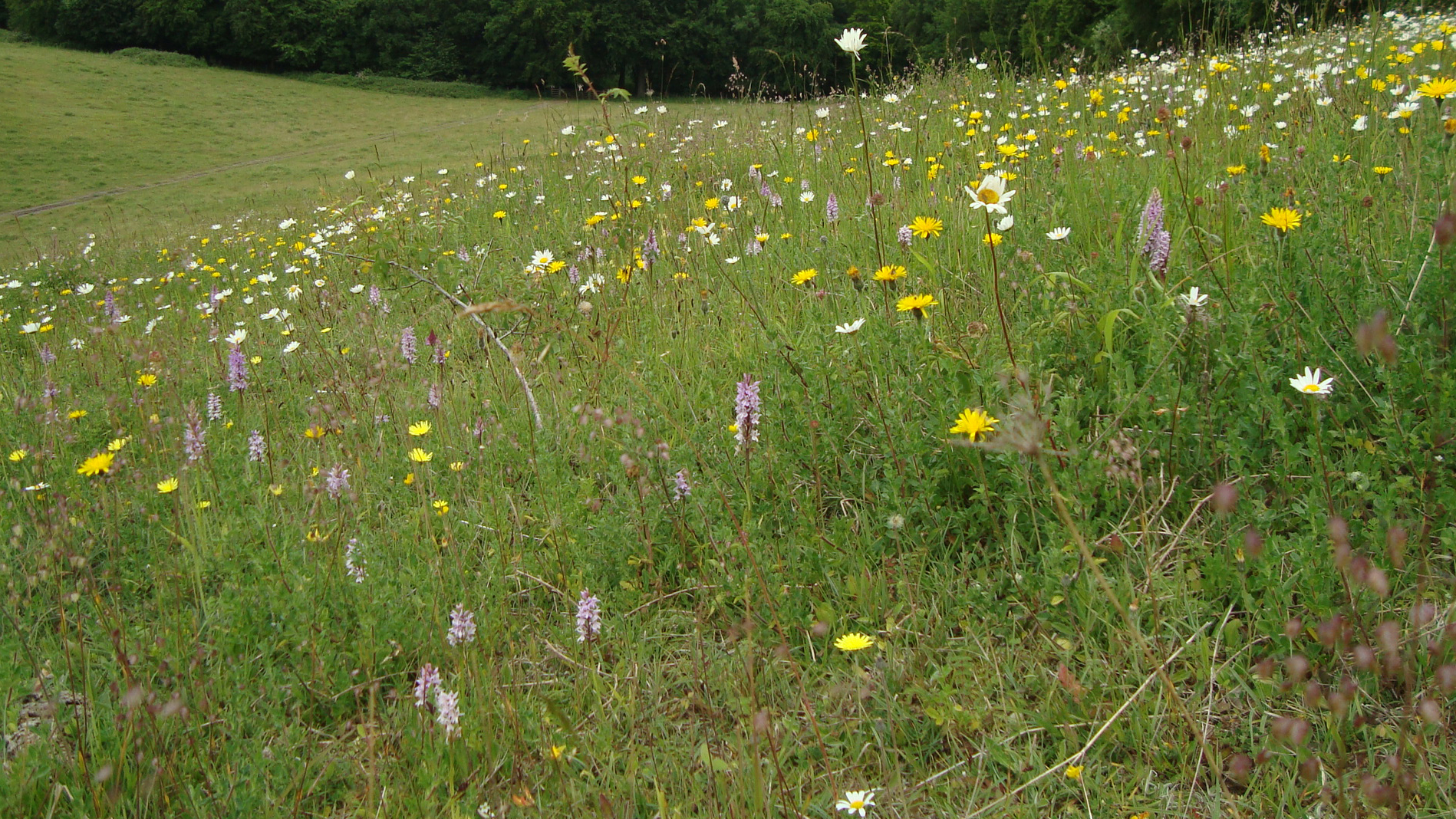 wildflowers in a grassy meadow