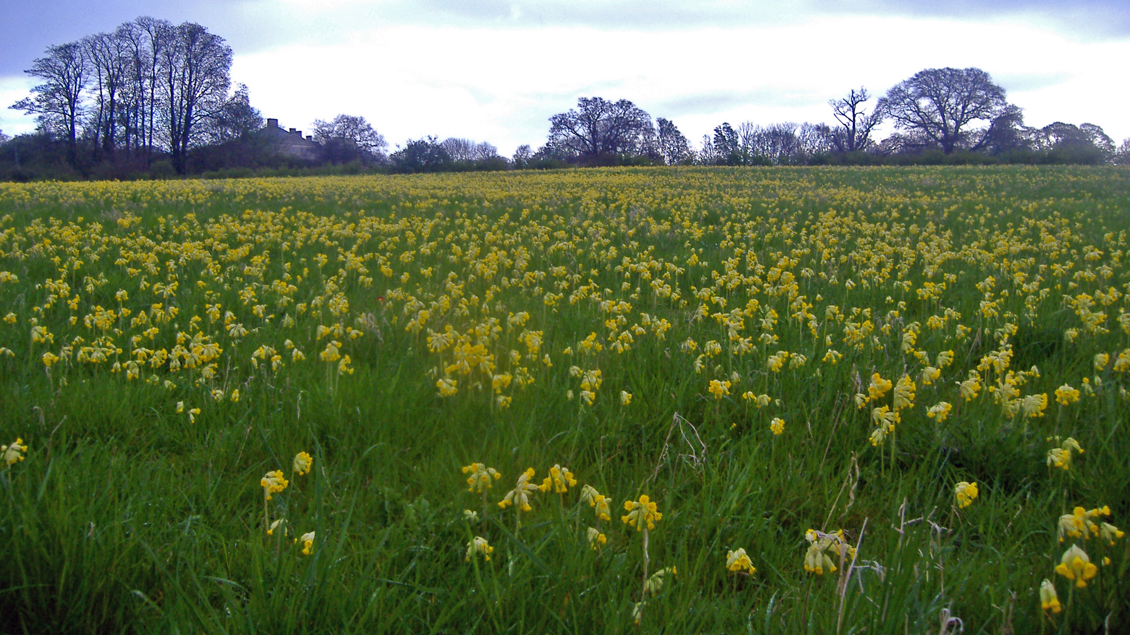 meadow full of cowslips