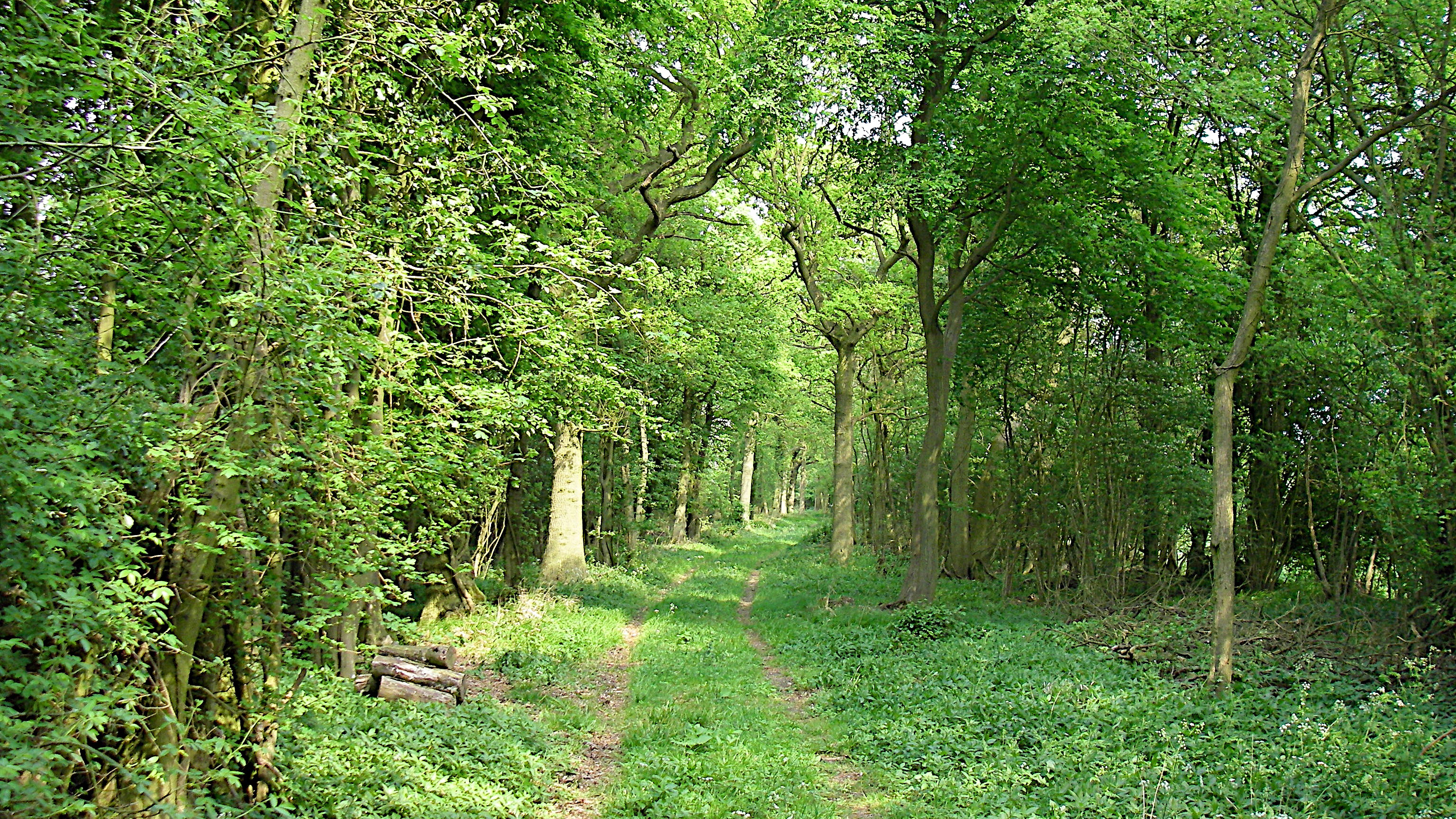 A wide path through deciduous wood