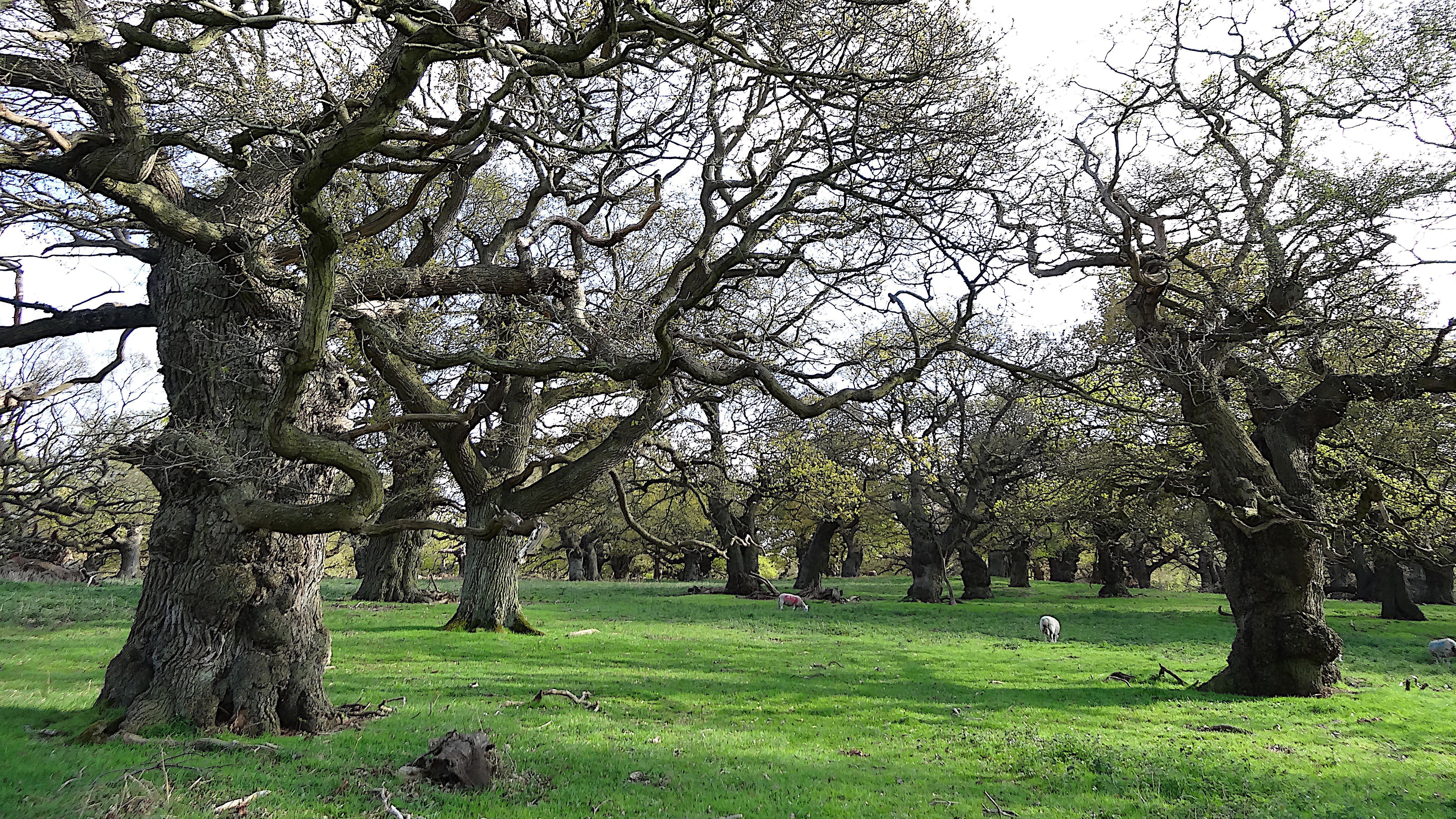 A landscape view of widely spread ancient trees on a grazing pasture.