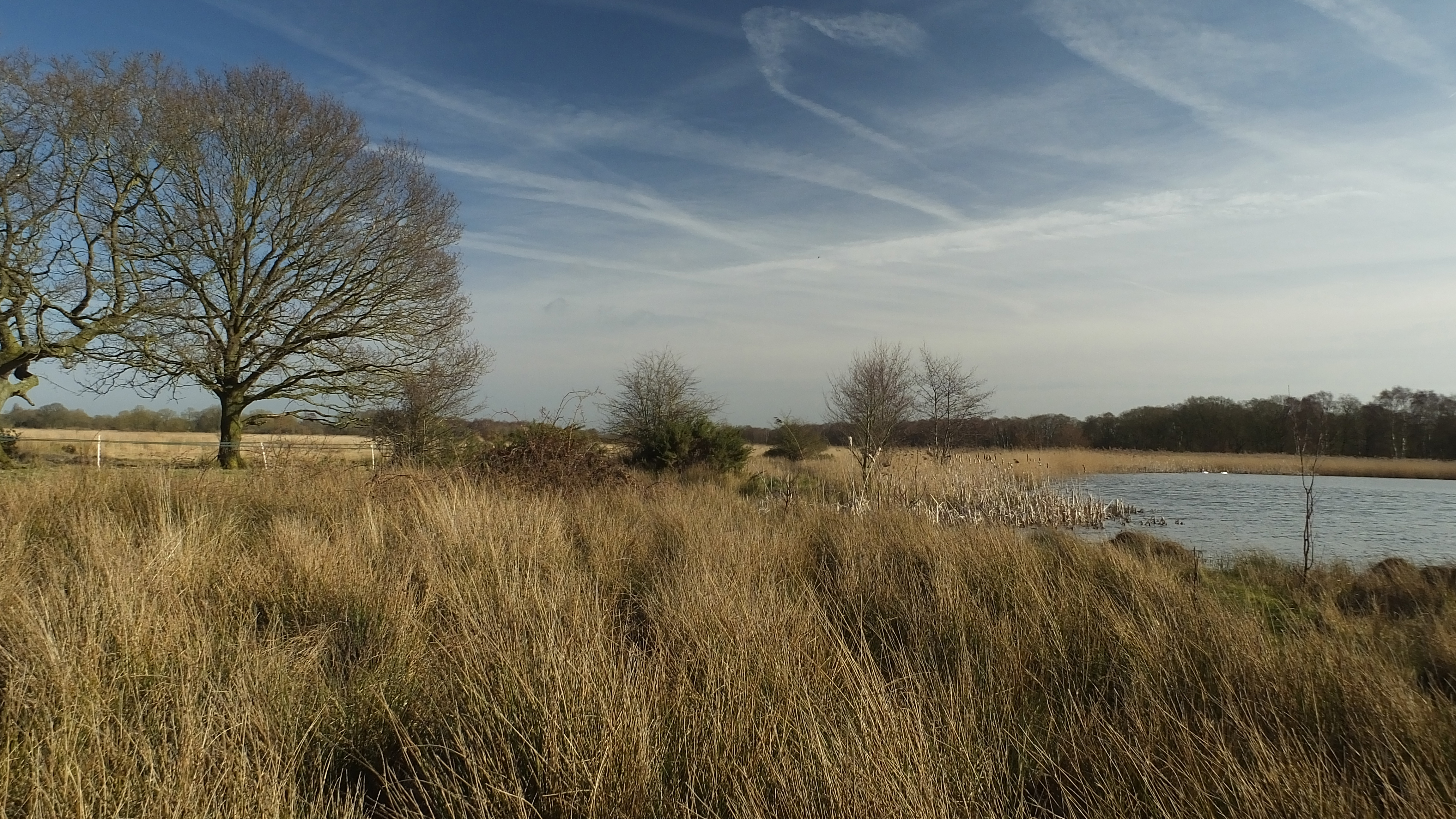 Fenland view of river and reedbeds