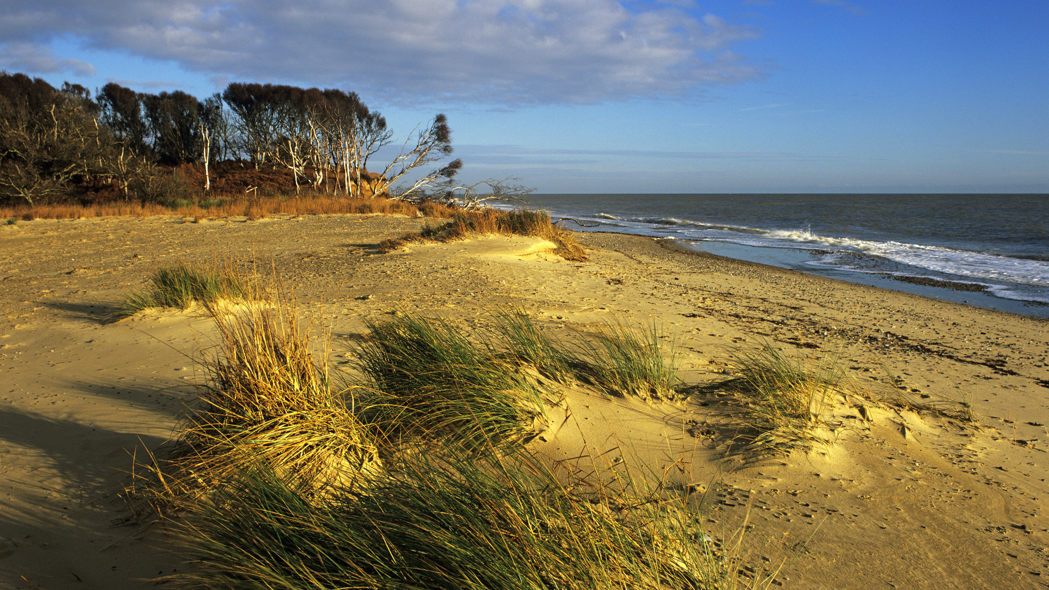 sandy beach with marram grass and trees 