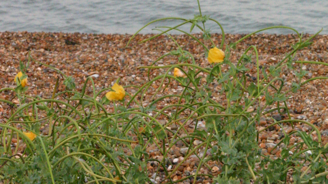 Yellow horned poppy on a shingle beach, with the sea in the background