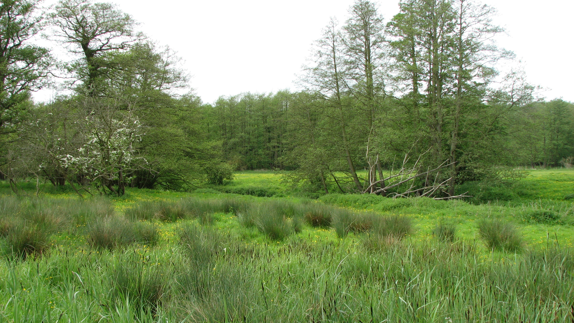 A landscape view of marshy land and trees