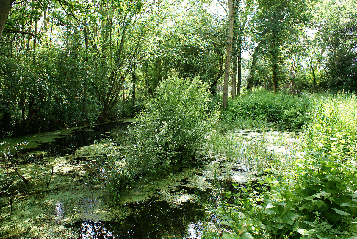 A woodland pond