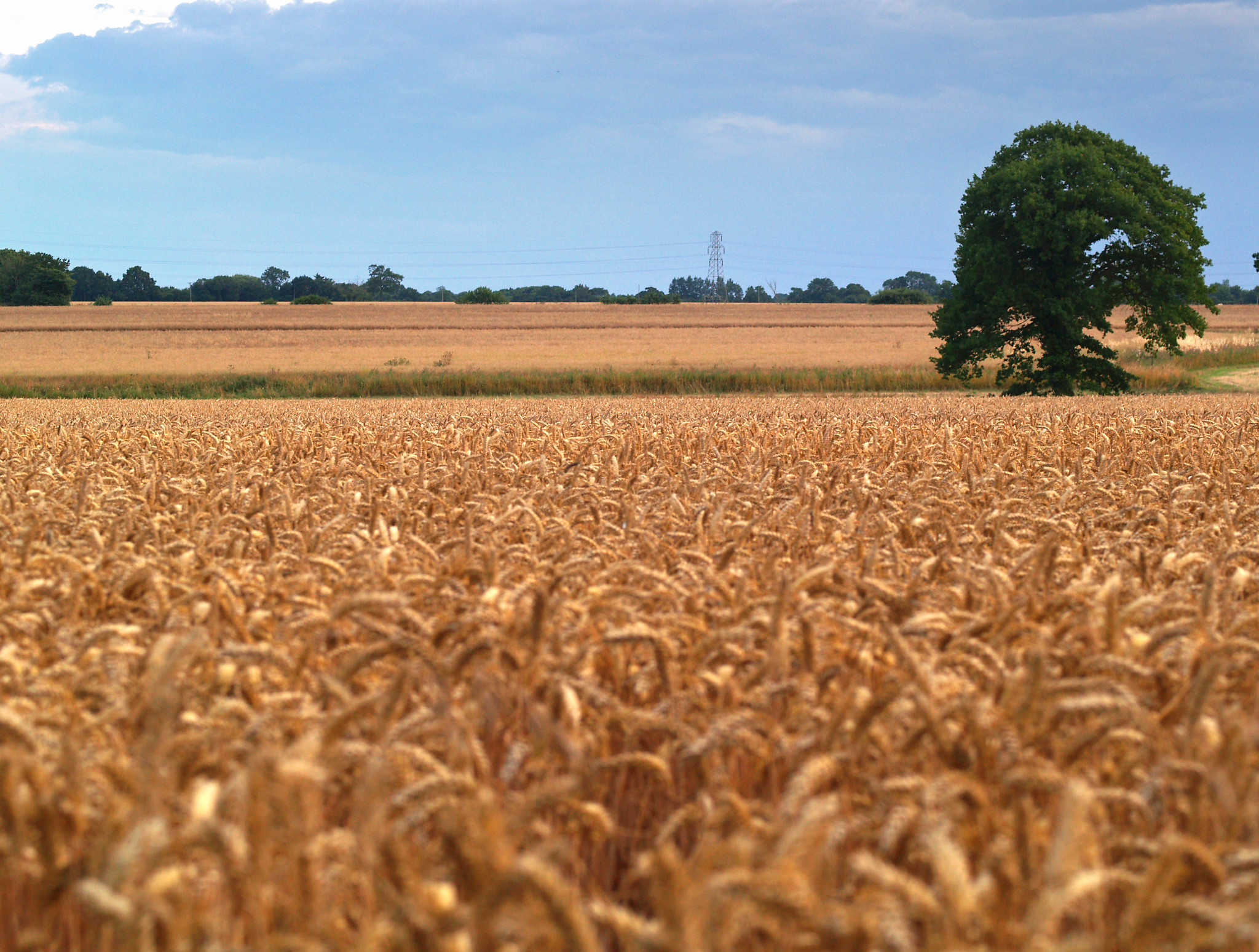 Wheat fields with different depth of field