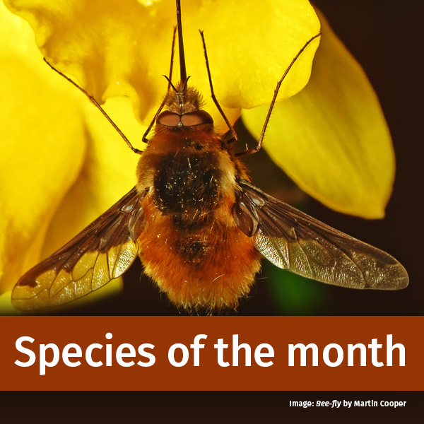 Species of the month header