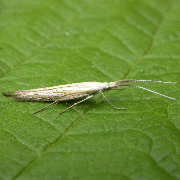 Basil Thyme case-bearer moth