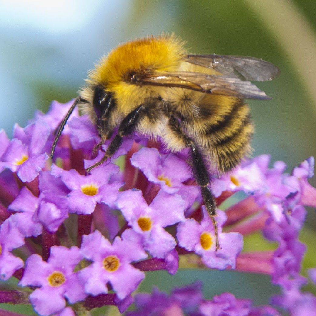 Bombus humilis