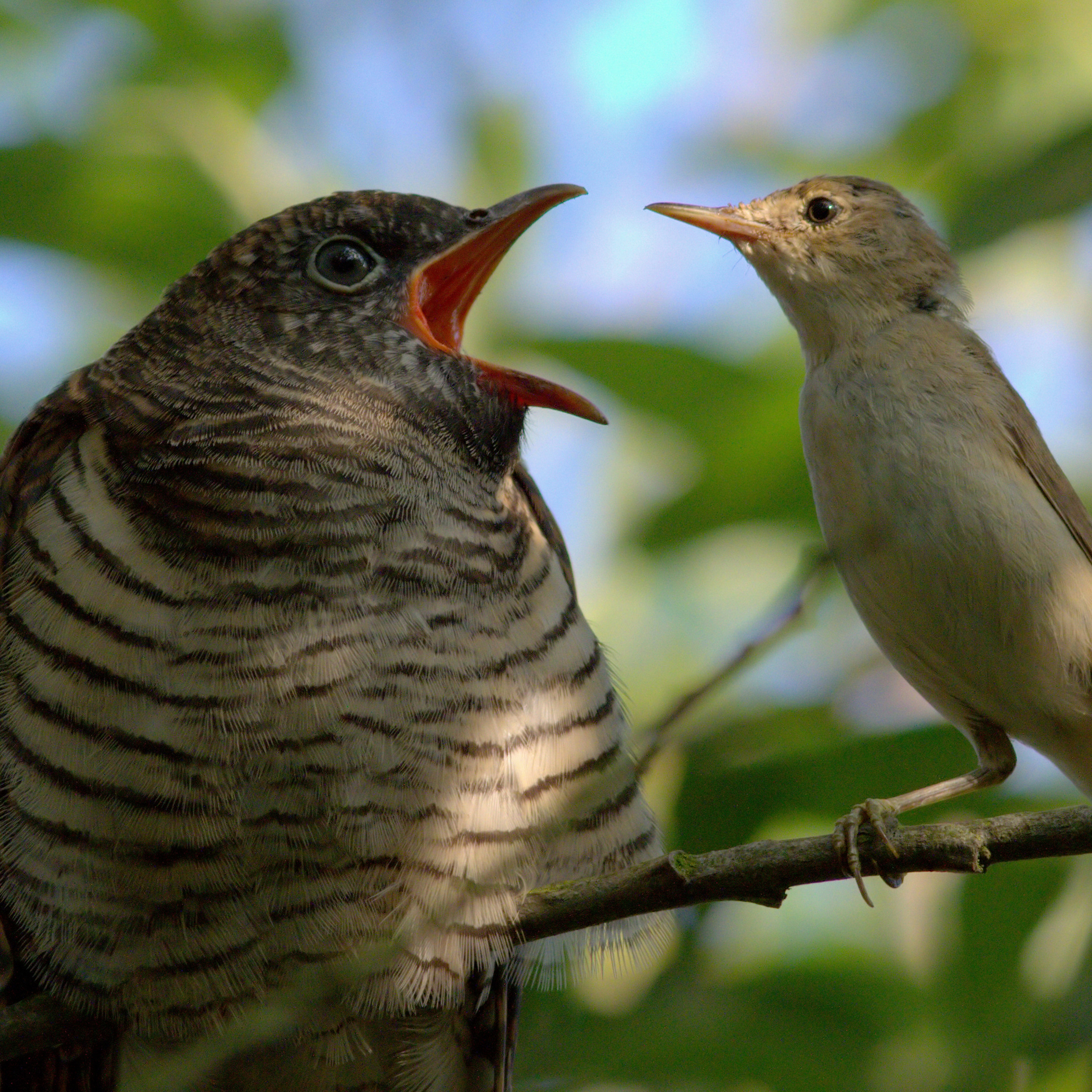 a young cuckoo being fed by its tiny foster parent
