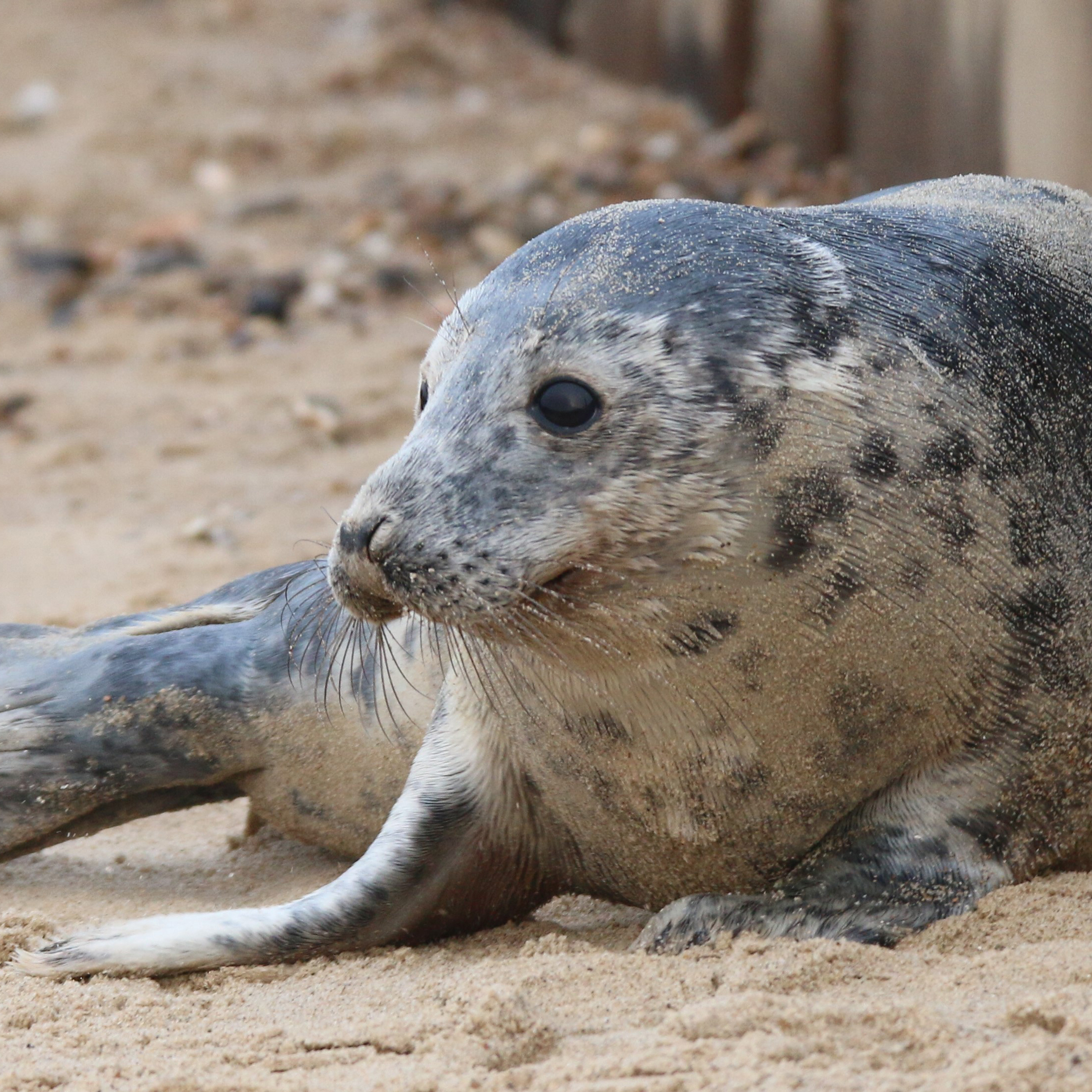 Seals, Species