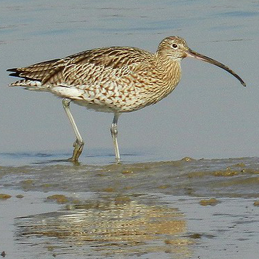 A curlew hunting for food in shallow water