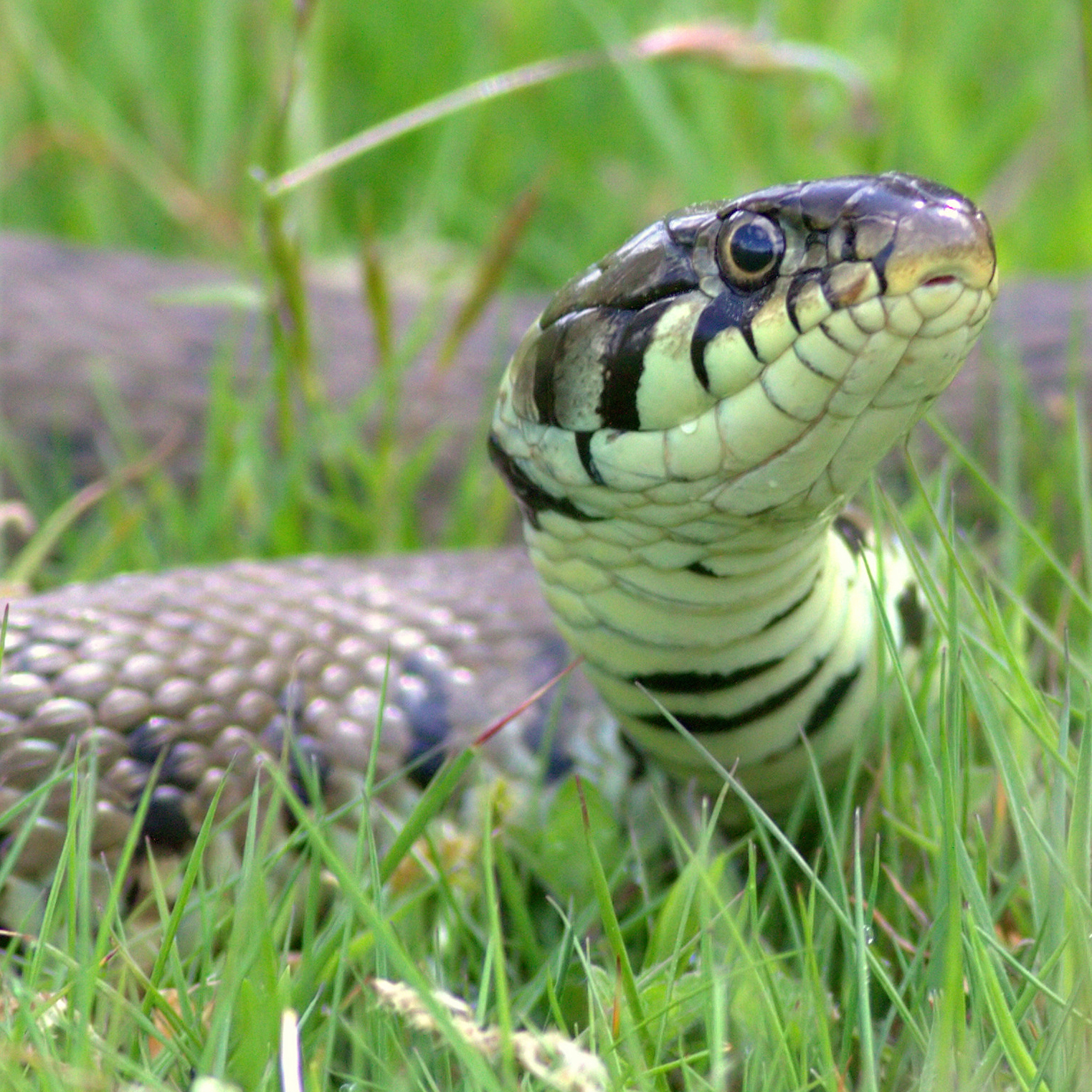 a close up of a grass-snake