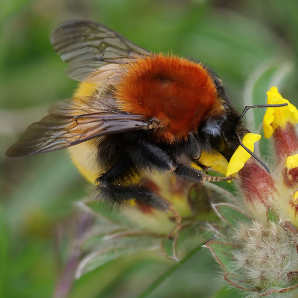 moss carder bee