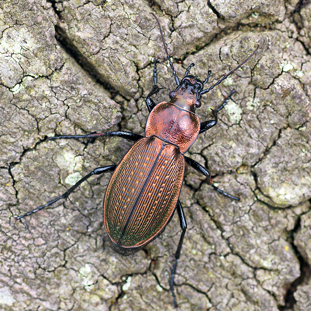 Necklace Ground beetle