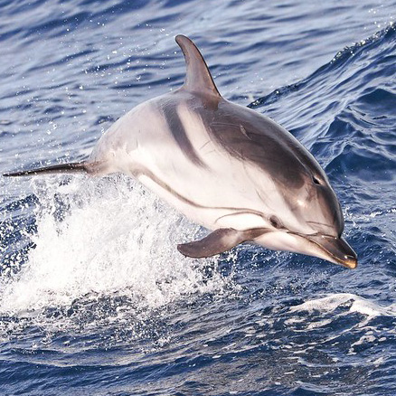a striped dolphin jumping out of the sea