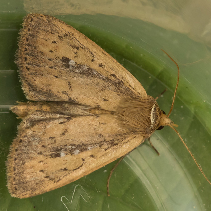 white-mantled wainscot moth