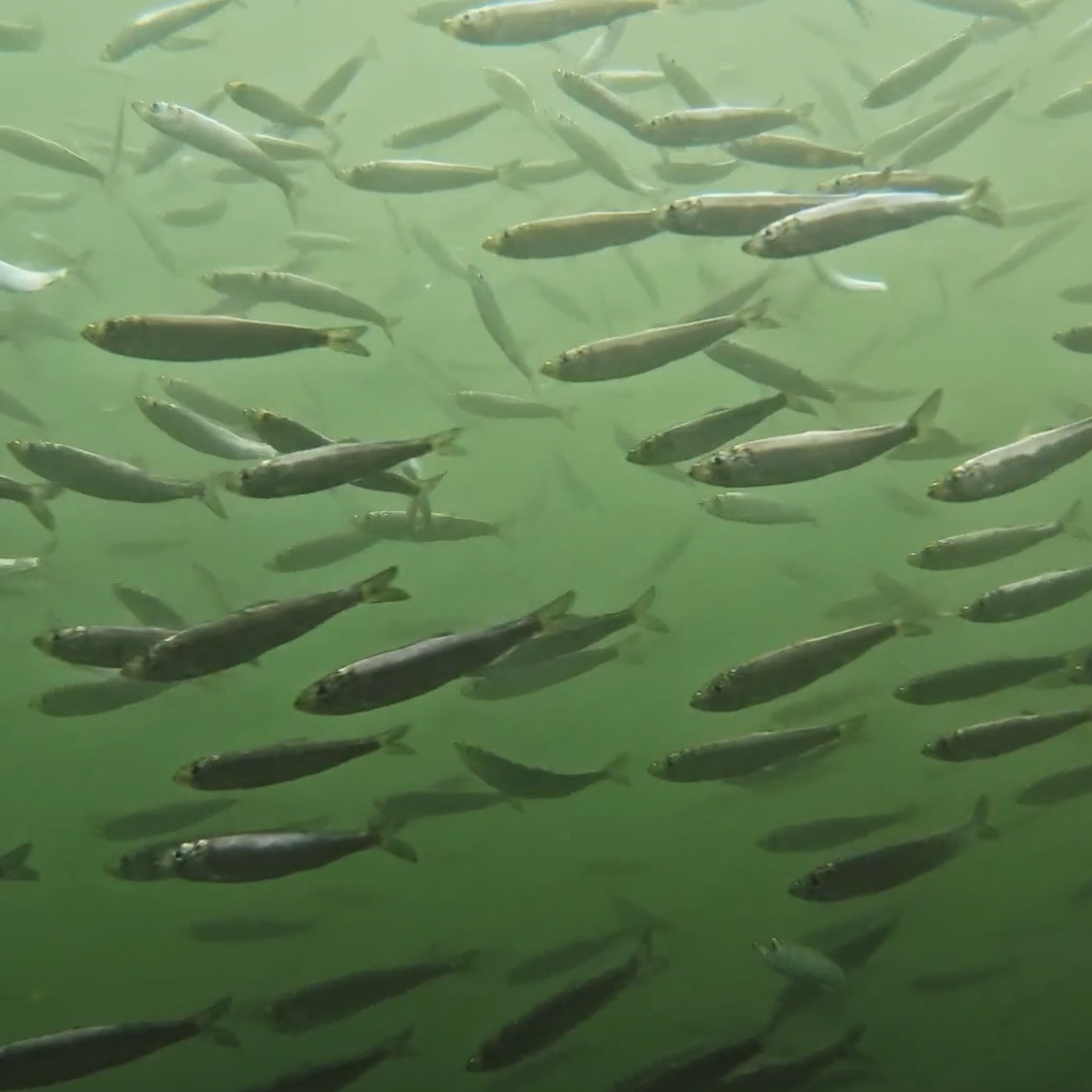 a shoal of Atlantic Herring