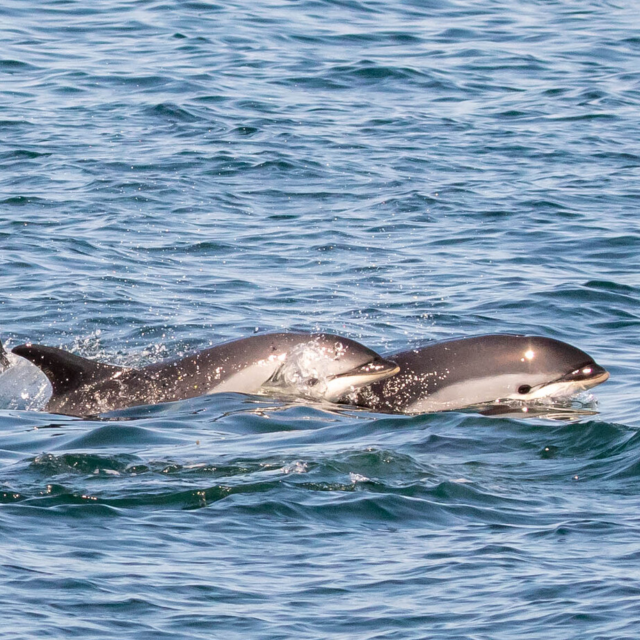 Atlantic White-sided Dolphin