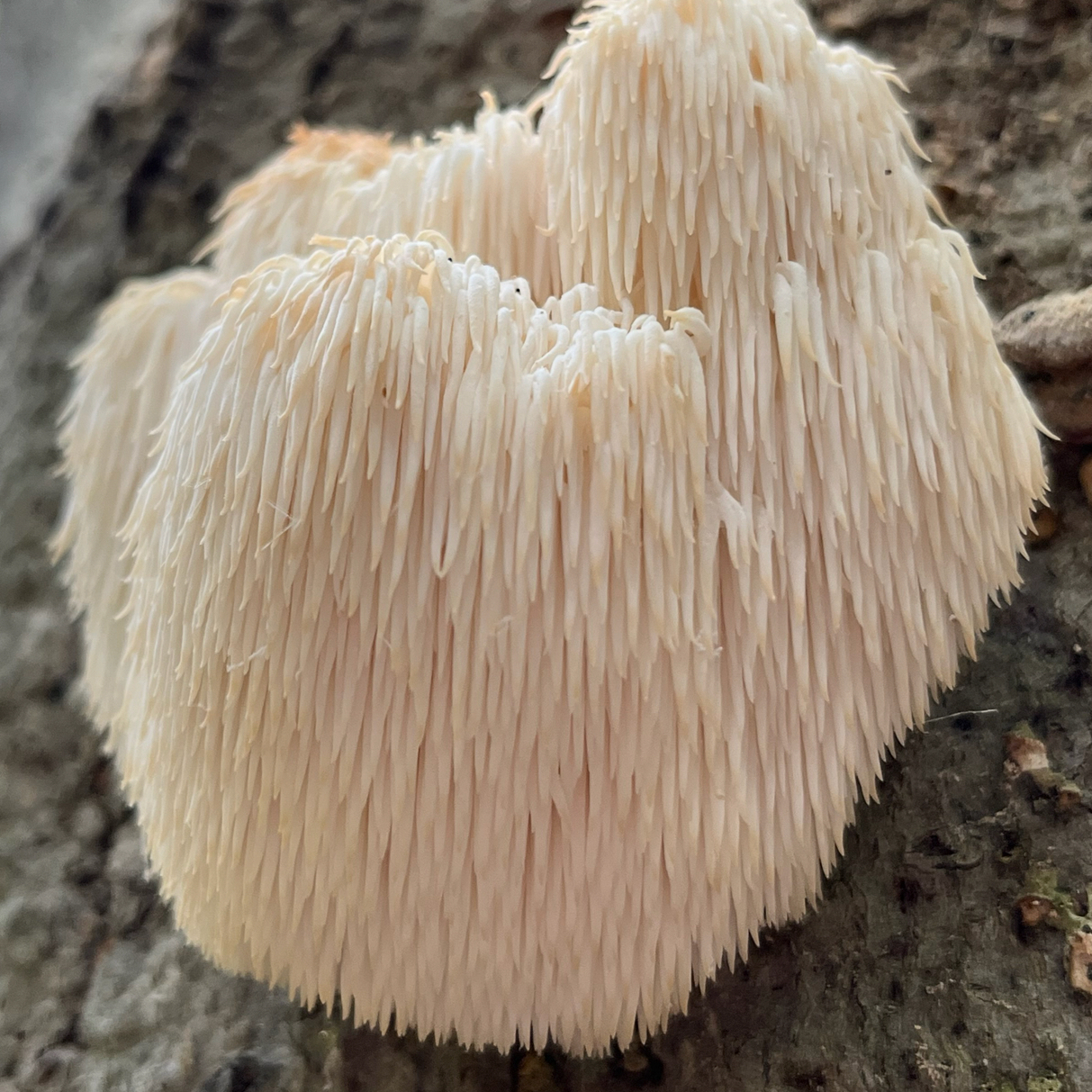 bearded tooth fungus
