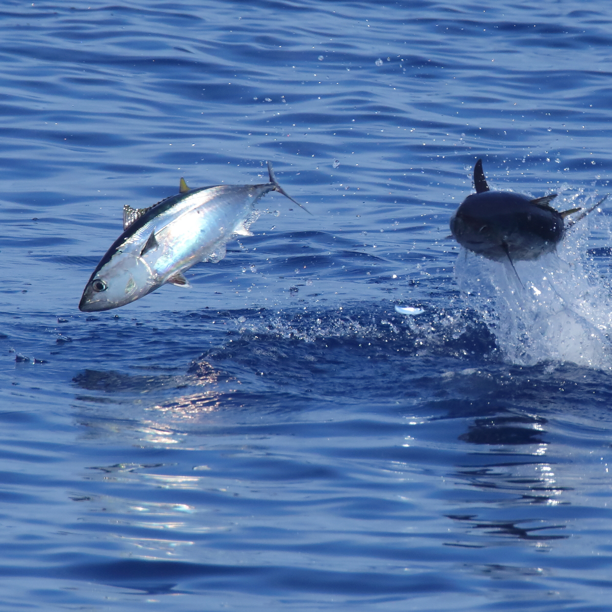 Blue-fin tuna leaping out of the sea