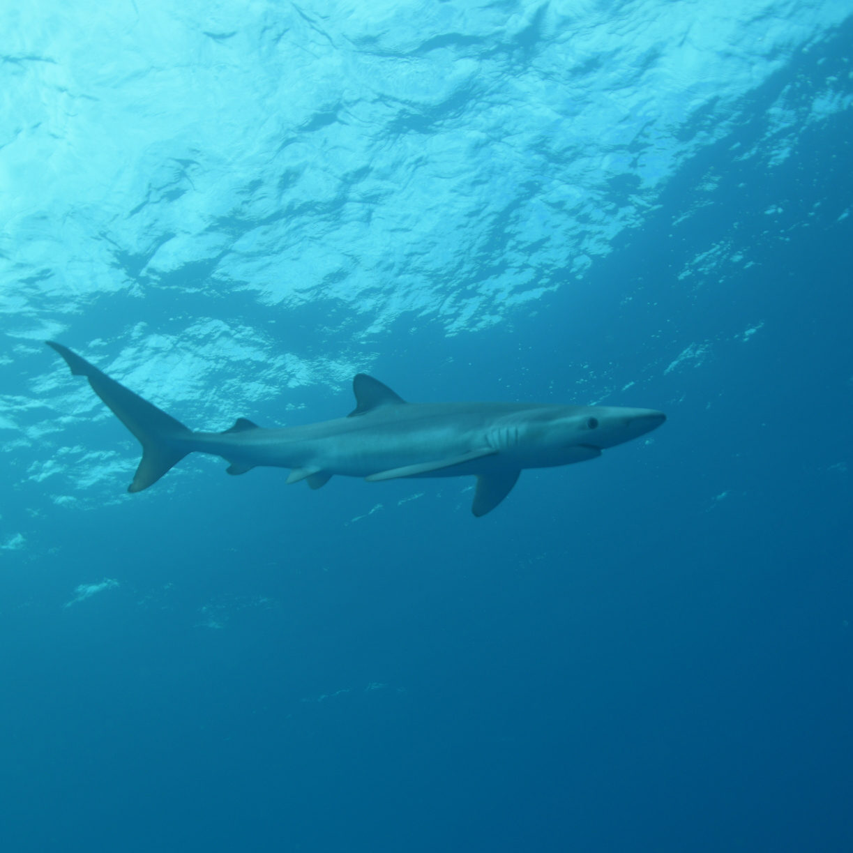 Blue Shark
