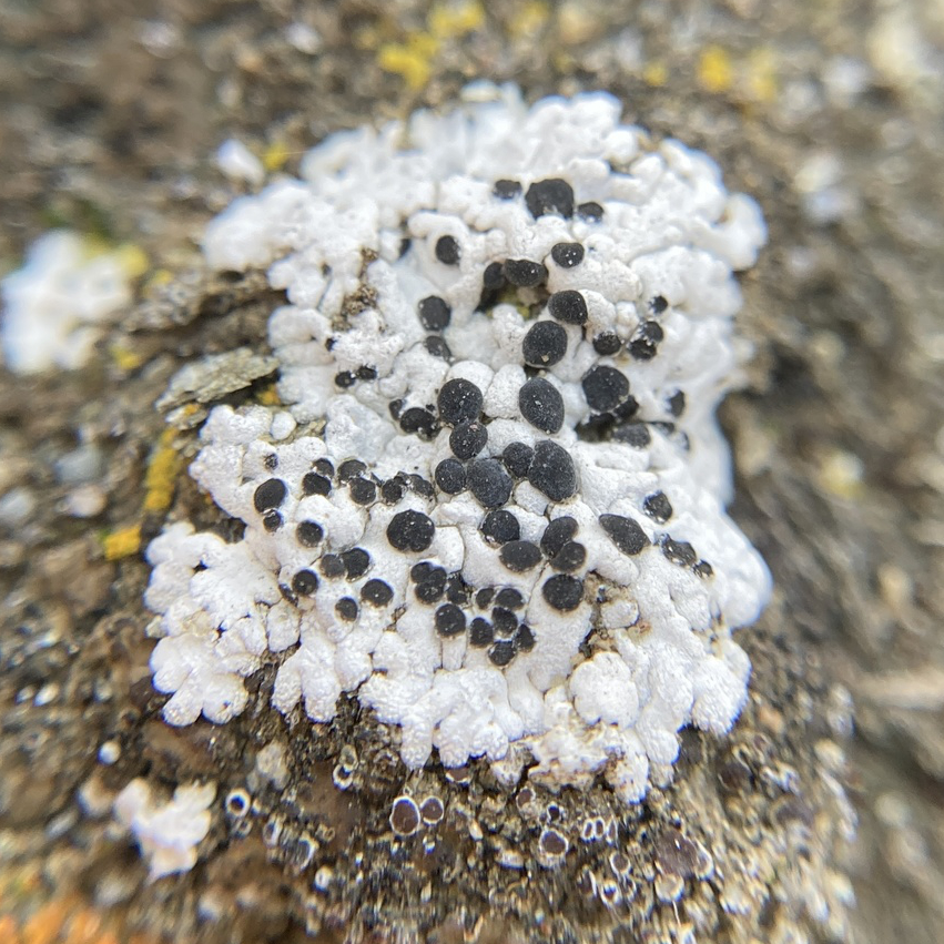 Starry Breck-lichen