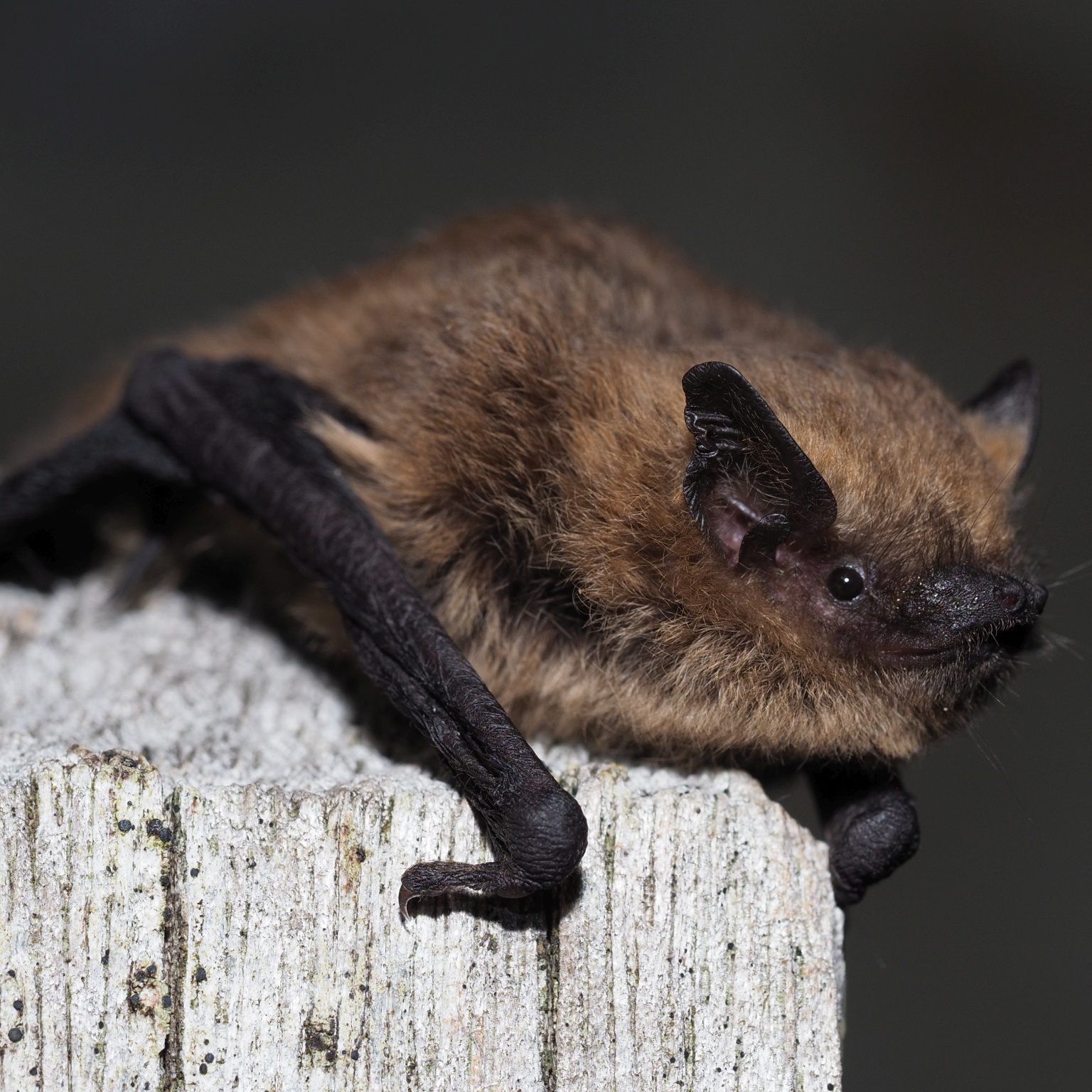 A common pipistrelle bat phographed in daylight, resting on a pale wooden post with a drak background