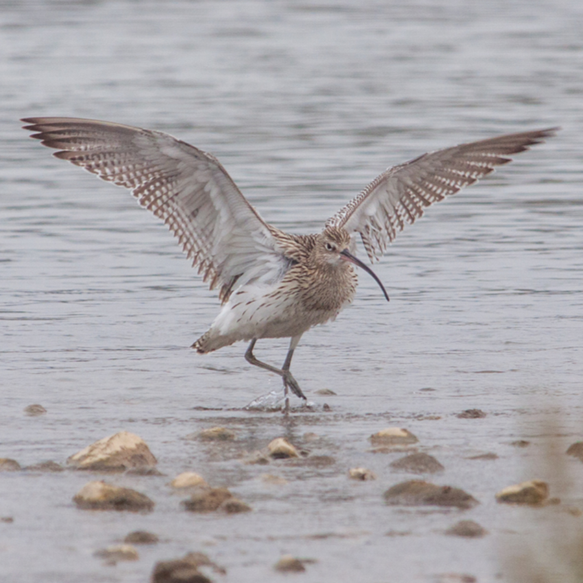 A curlew facing the camera on the shoreline with its wings spread