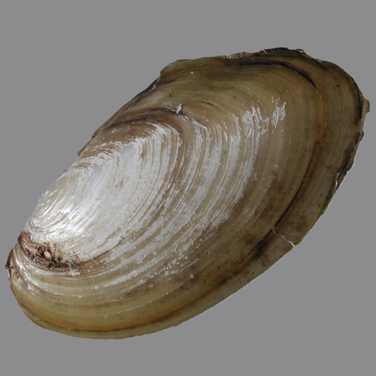 Depressed river mussel
