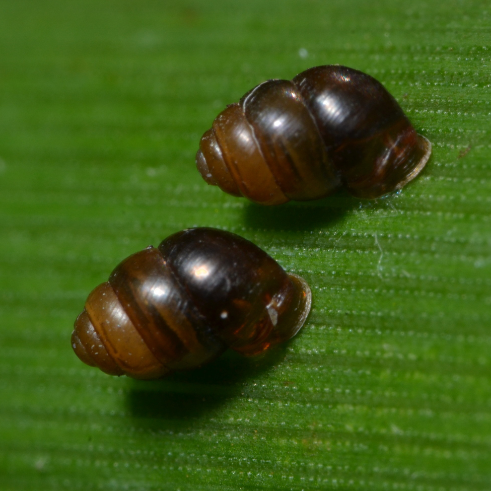 Desmoulin’s Whorl Snail 