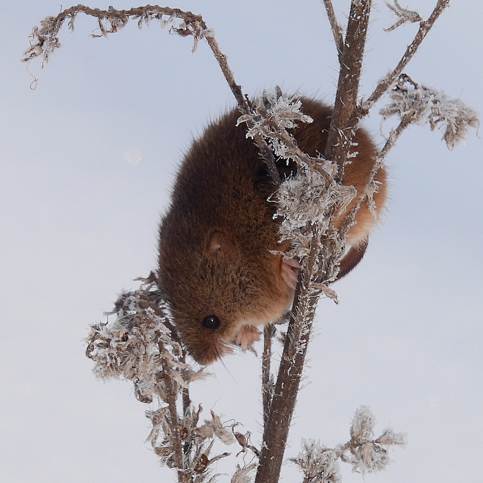 Harvest Mouse