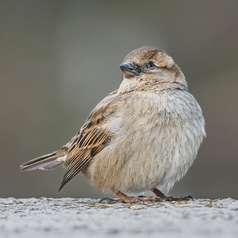 A female house sparrow