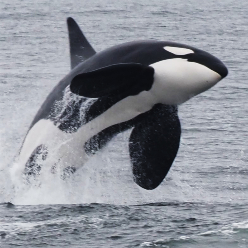 an orca jumping out of the sea