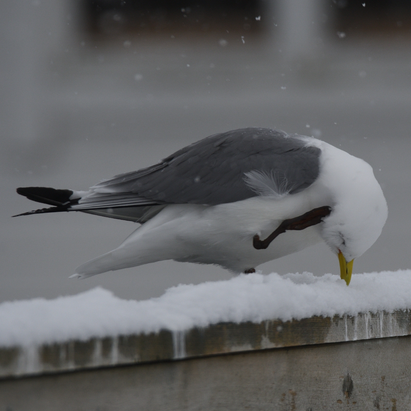 A kittiwake on a snowy wall, scratching its head