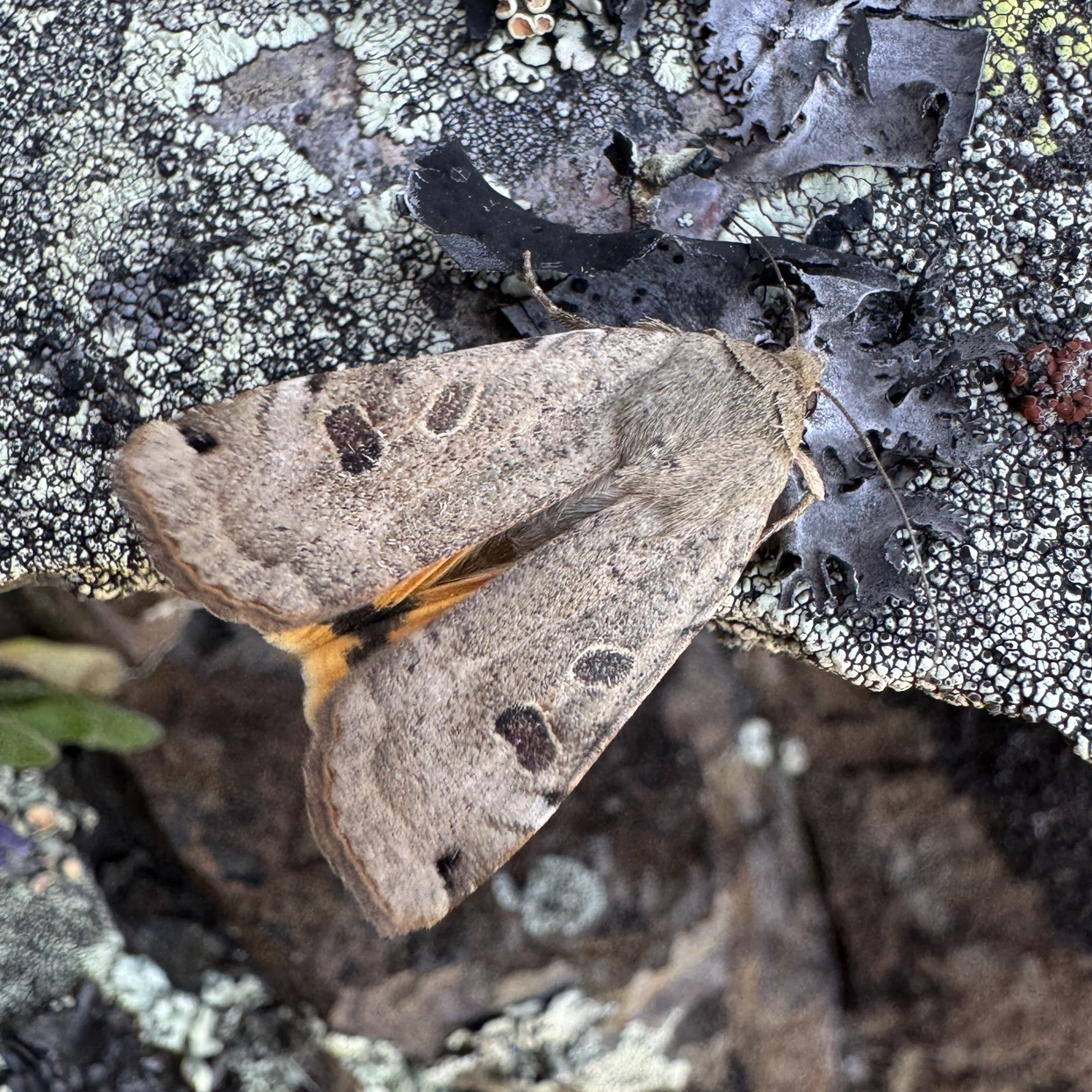 Lunar Yellow Underwing