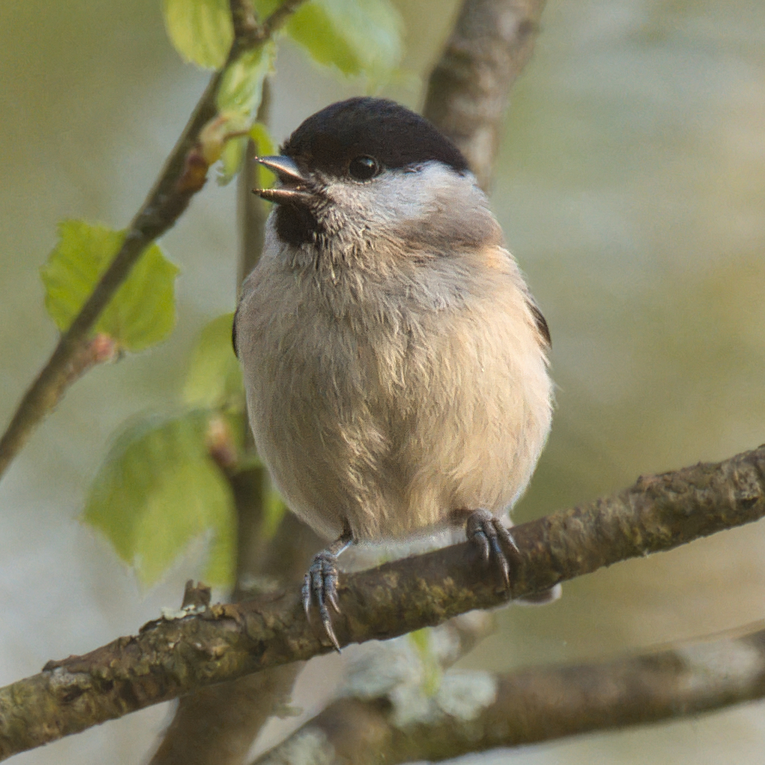 a marsh tit resting on a slim branch