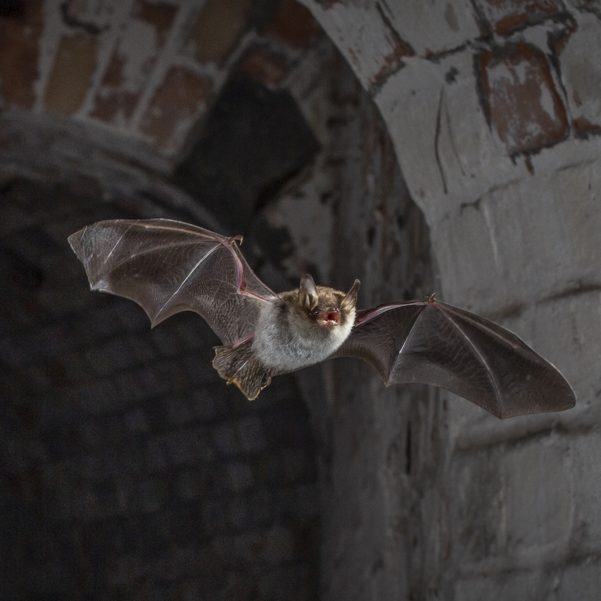 A Natterer's Bat flying through an arched doorfame