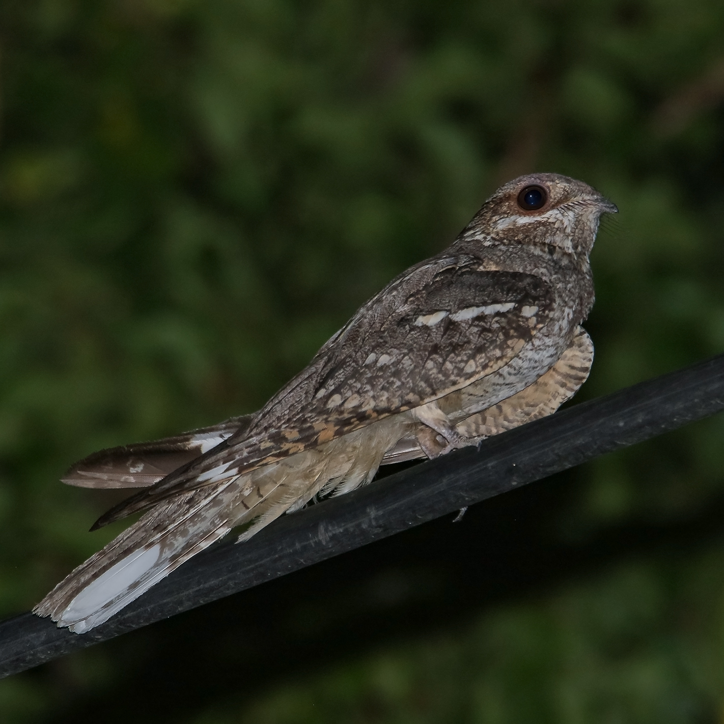 a nightjar perching on a branch at dusk