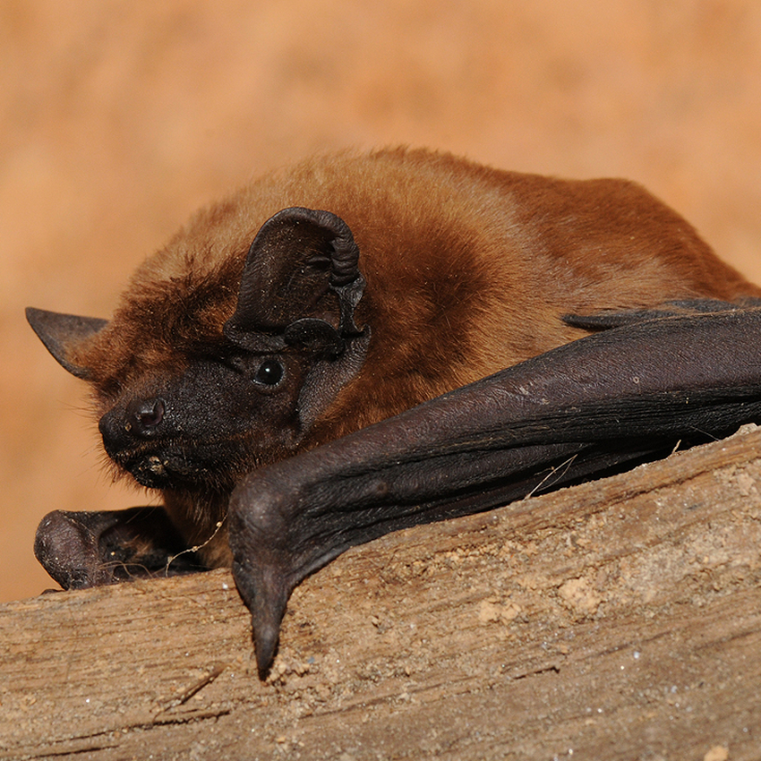 A brown Noctule bat resting on a dead branch with a brown background