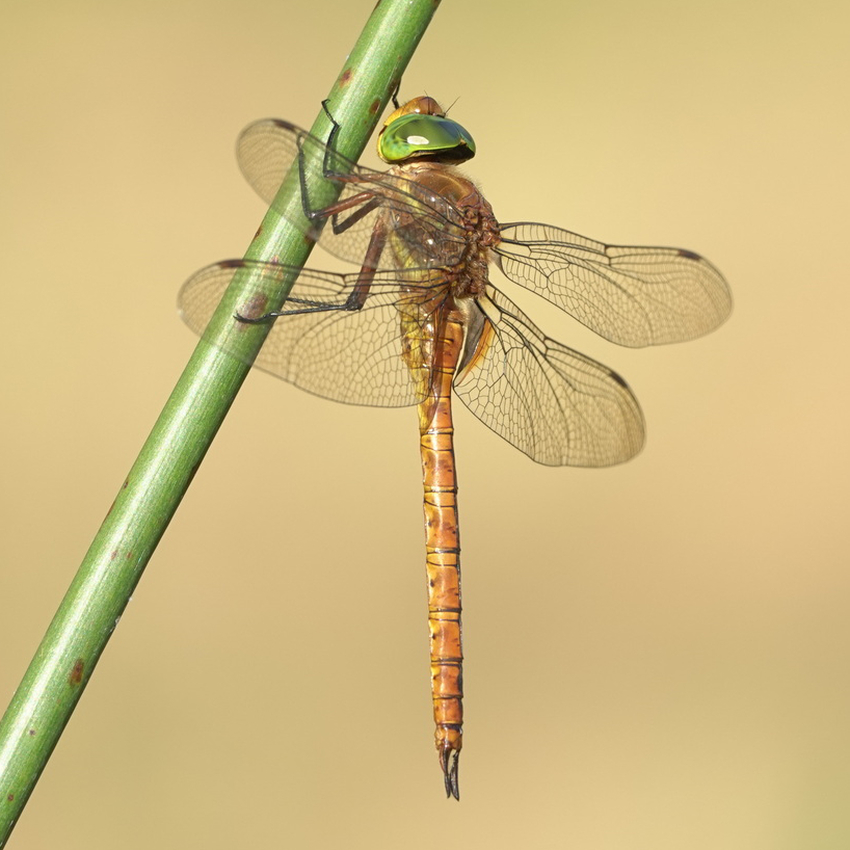 A norfolk hawker dragonfly resting on an isolated stem with a blurred beige background